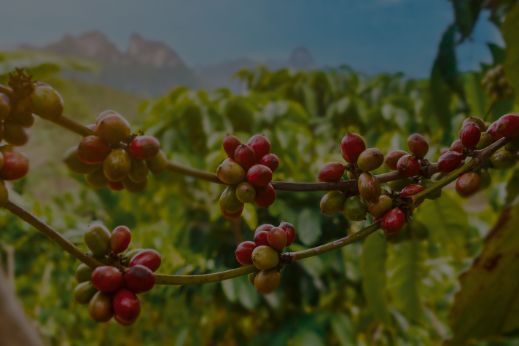 View over coffee plants
